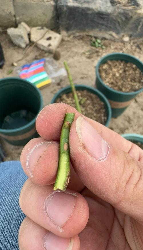 教你蔷薇花怎么养，蔷薇花怎么养比较好-第5张图片-优品飞百科