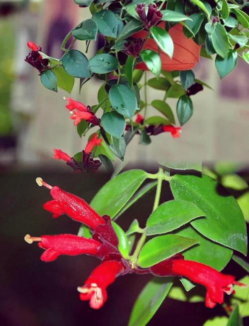 口红花怎么养？口红花的养殖方法和注意事项？-第2张图片-优品飞百科