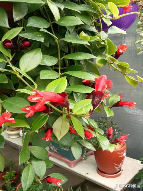 口红花怎么养？口红花的养殖方法和注意事项？-第4张图片-优品飞百科