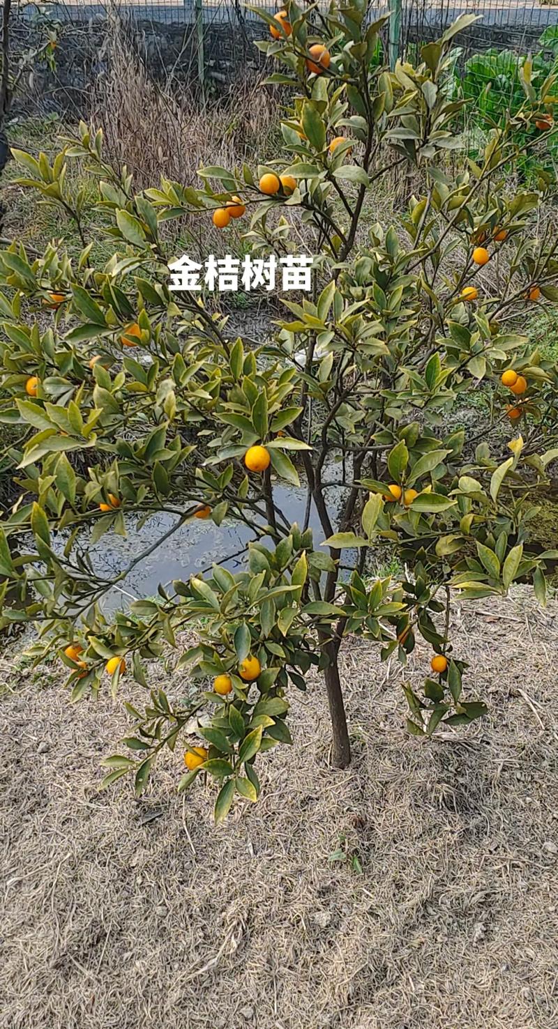 金桔种子怎么种，用金桔种子怎么种出苗