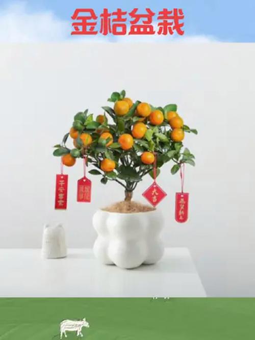 金桔种子怎么种,用金桔种子怎么种出苗-第3张图片-优品飞百科 金桔种子怎么种,用金桔种子怎么种出苗-第3张图片-优品飞百科