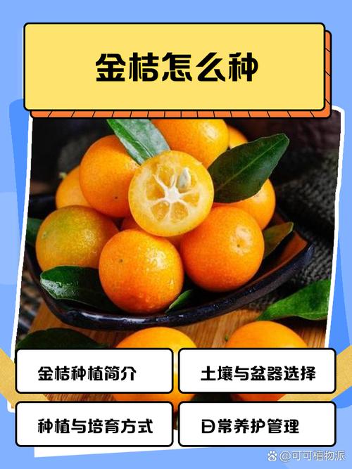 金桔种子怎么种,用金桔种子怎么种出苗-第4张图片-优品飞百科 金桔种子怎么种,用金桔种子怎么种出苗-第4张图片-优品飞百科