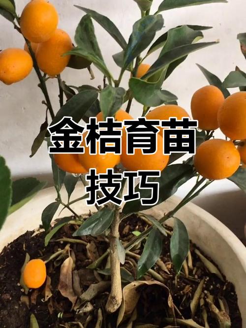 金桔种子怎么种,用金桔种子怎么种出苗-第6张图片-优品飞百科 金桔种子怎么种,用金桔种子怎么种出苗-第6张图片-优品飞百科