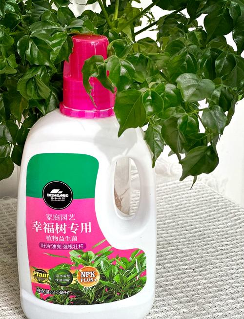 幸福树多久浇一次水，室内幸福树多久浇一次水