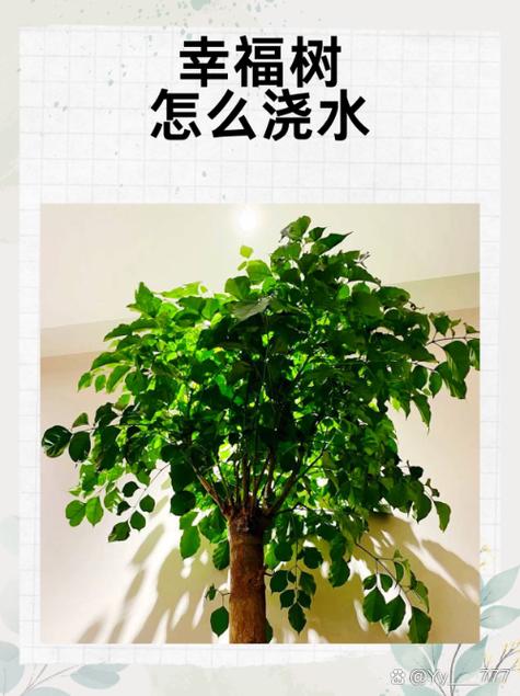幸福树多久浇一次水，室内幸福树多久浇一次水-第2张图片-优品飞百科