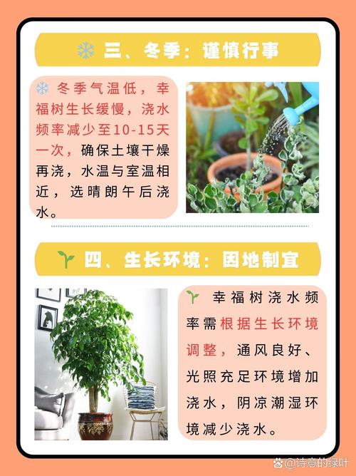 幸福树多久浇一次水，室内幸福树多久浇一次水-第4张图片-优品飞百科