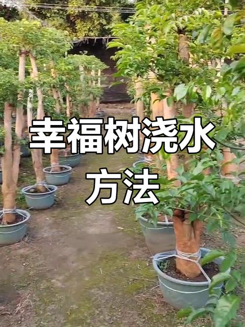 幸福树多久浇一次水，室内幸福树多久浇一次水-第6张图片-优品飞百科