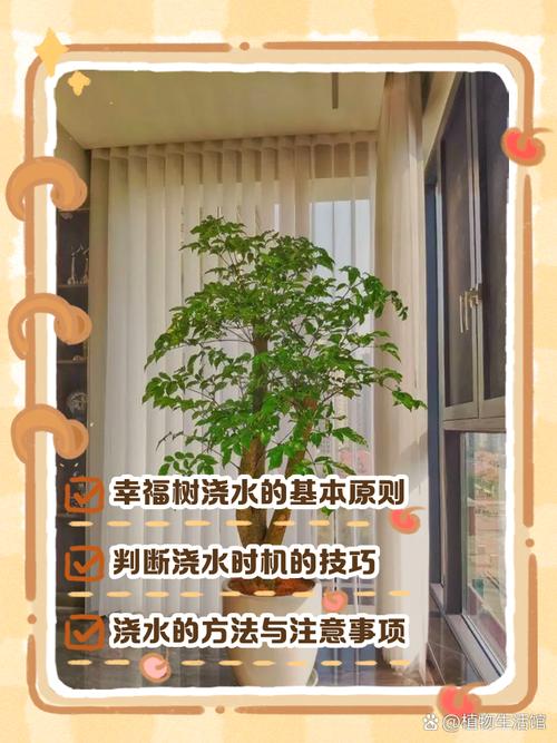 幸福树多久浇一次水，室内幸福树多久浇一次水-第7张图片-优品飞百科