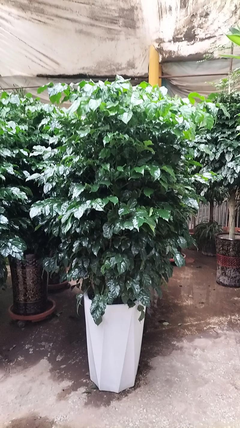 幸福树多久浇一次水，室内幸福树多久浇一次水-第8张图片-优品飞百科