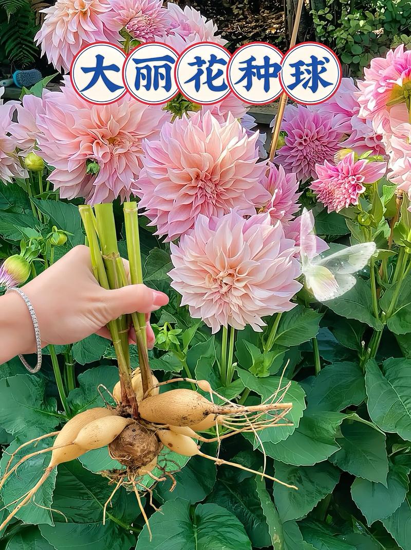广东大丽花什么时候种，大丽花啥时种？-第2张图片-优品飞百科