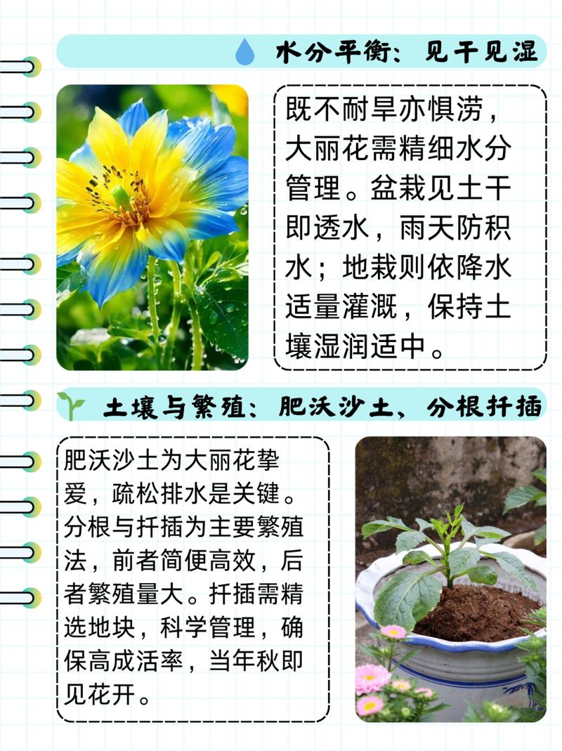 广东大丽花什么时候种，大丽花啥时种？-第3张图片-优品飞百科