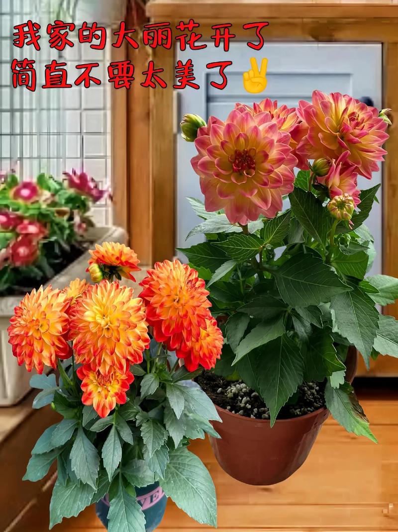 广东大丽花什么时候种，大丽花啥时种？-第5张图片-优品飞百科