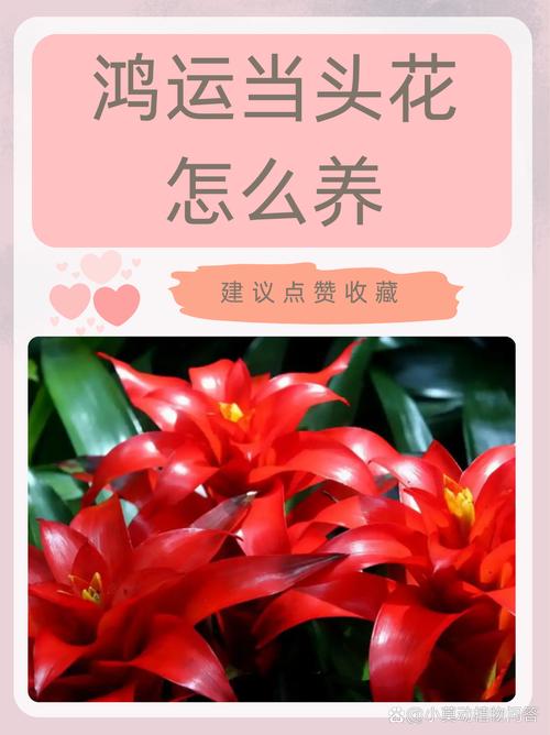 鸿运当头怎么开花，鸿运当头怎样才能开花？