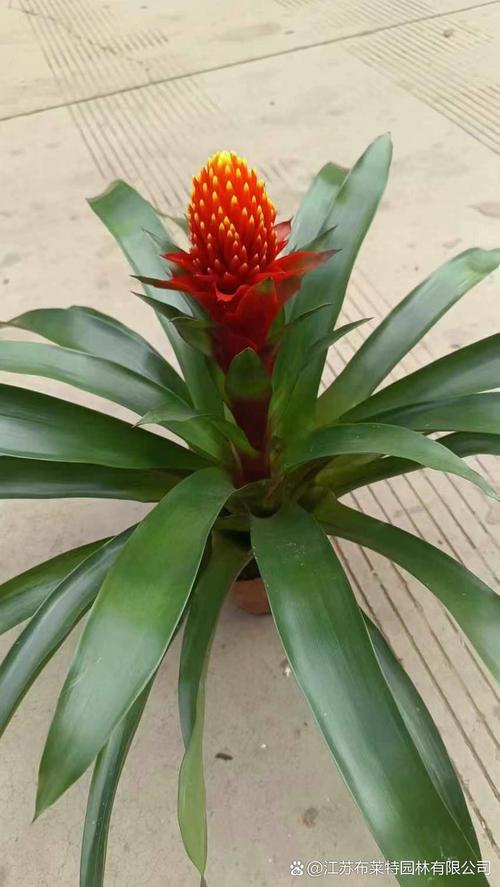 鸿运当头怎么开花，鸿运当头怎样才能开花？-第2张图片-优品飞百科