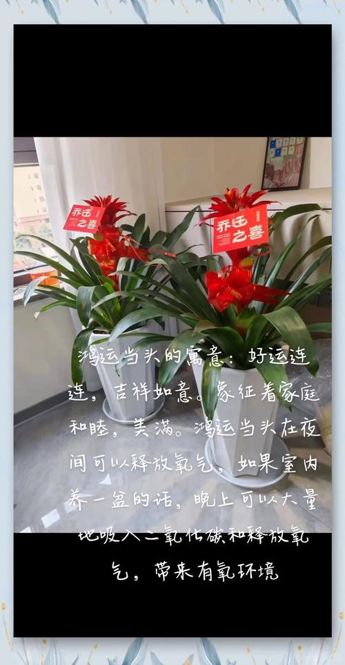 鸿运当头怎么开花，鸿运当头怎样才能开花？-第3张图片-优品飞百科