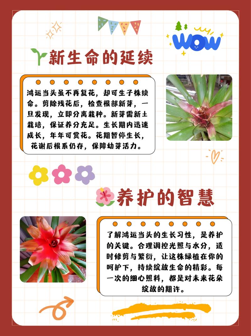 鸿运当头怎么开花，鸿运当头怎样才能开花？-第4张图片-优品飞百科