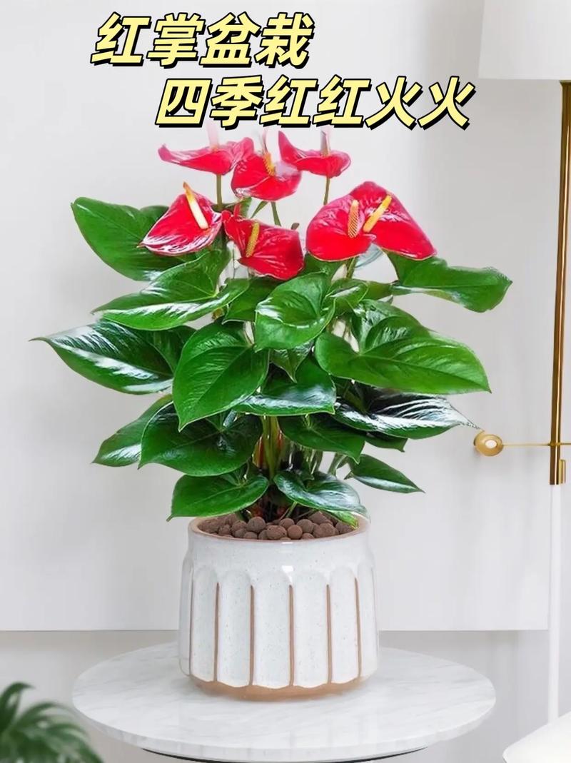 鸿运当头怎么开花，鸿运当头怎样才能开花？-第6张图片-优品飞百科
