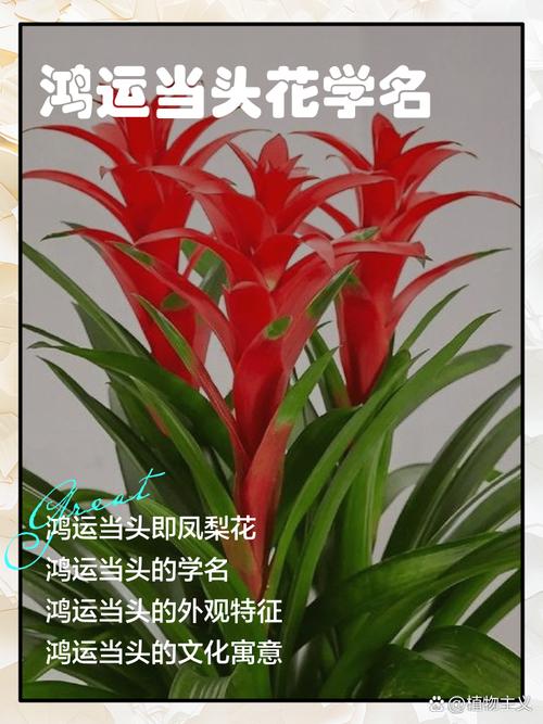 鸿运当头怎么开花，鸿运当头怎样才能开花？-第7张图片-优品飞百科