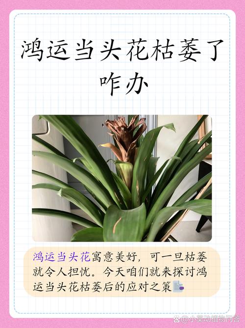 鸿运当头怎么开花，鸿运当头怎样才能开花？-第8张图片-优品飞百科