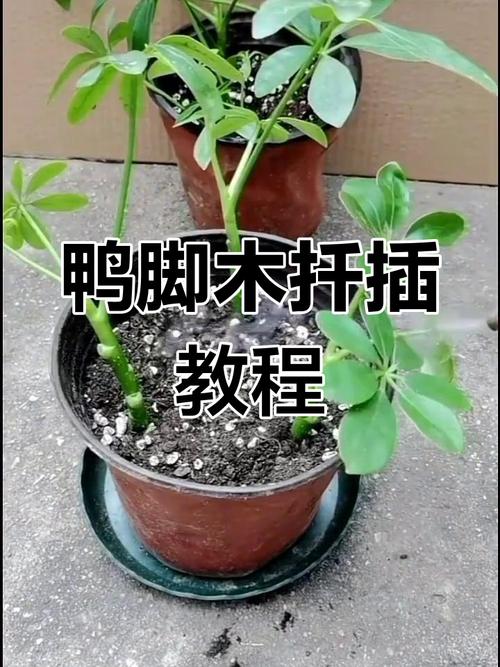 鸭脚木夏天可以扦插吗？鸭脚木能插扦吗？