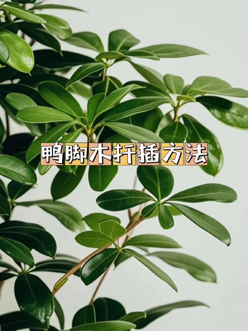 鸭脚木夏天可以扦插吗？鸭脚木能插扦吗？-第2张图片-优品飞百科