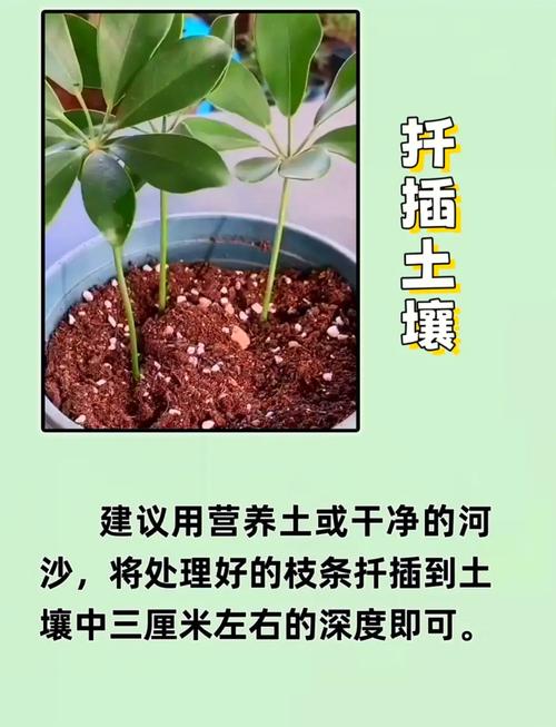 鸭脚木夏天可以扦插吗？鸭脚木能插扦吗？-第3张图片-优品飞百科