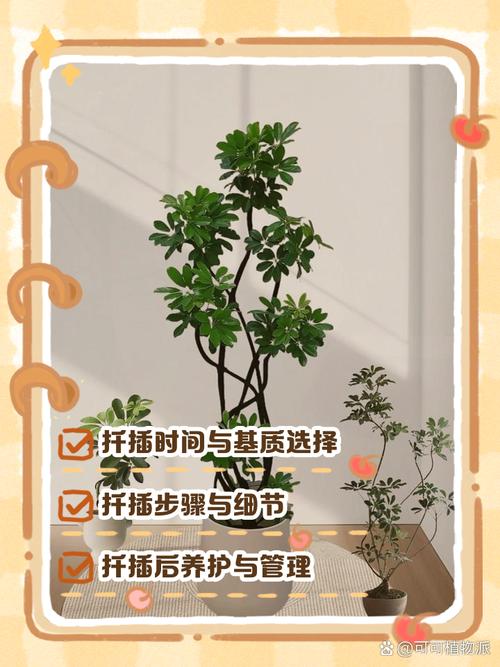 鸭脚木夏天可以扦插吗？鸭脚木能插扦吗？-第4张图片-优品飞百科