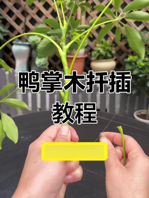 鸭脚木夏天可以扦插吗？鸭脚木能插扦吗？-第5张图片-优品飞百科