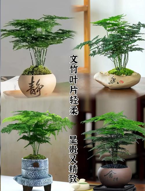 文竹换盆时间秋天可以吗,文竹秋天能换盆吗?-第2张图片-优品飞百科 文竹换盆时间秋天可以吗,文竹秋天能换盆吗?-第2张图片-优品飞百科