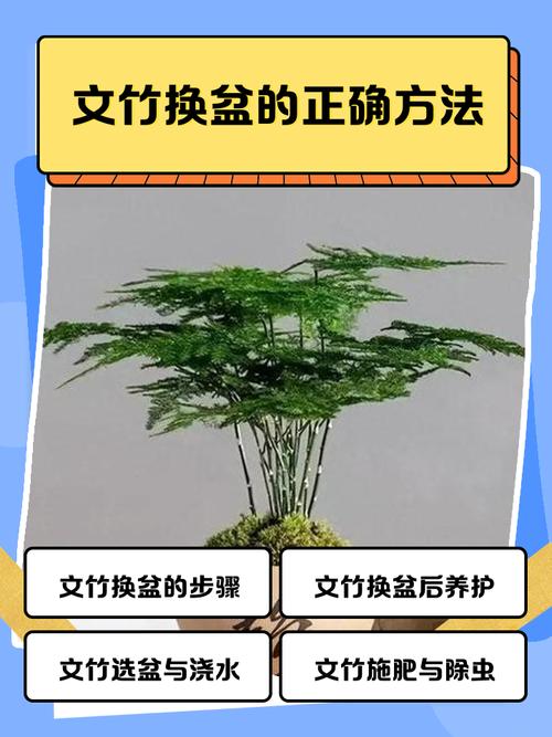 文竹换盆时间秋天可以吗,文竹秋天能换盆吗?-第4张图片-优品飞百科 文竹换盆时间秋天可以吗,文竹秋天能换盆吗?-第4张图片-优品飞百科