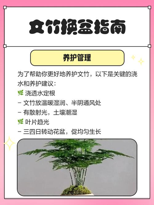 文竹换盆时间秋天可以吗,文竹秋天能换盆吗?-第6张图片-优品飞百科 文竹换盆时间秋天可以吗,文竹秋天能换盆吗?-第6张图片-优品飞百科