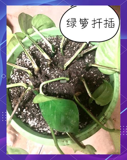 绿萝怎样扦插，绿萝怎样扦插带根的绿萝？-第2张图片-优品飞百科