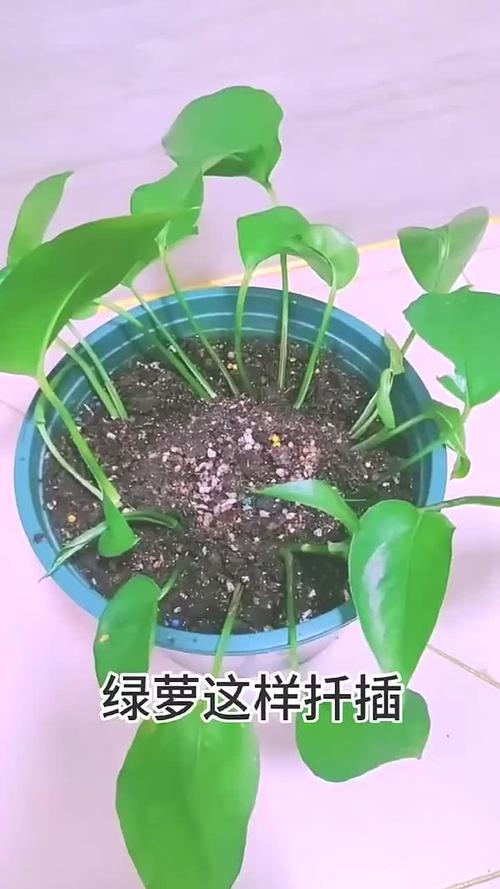 绿萝怎样扦插，绿萝怎样扦插带根的绿萝？-第3张图片-优品飞百科