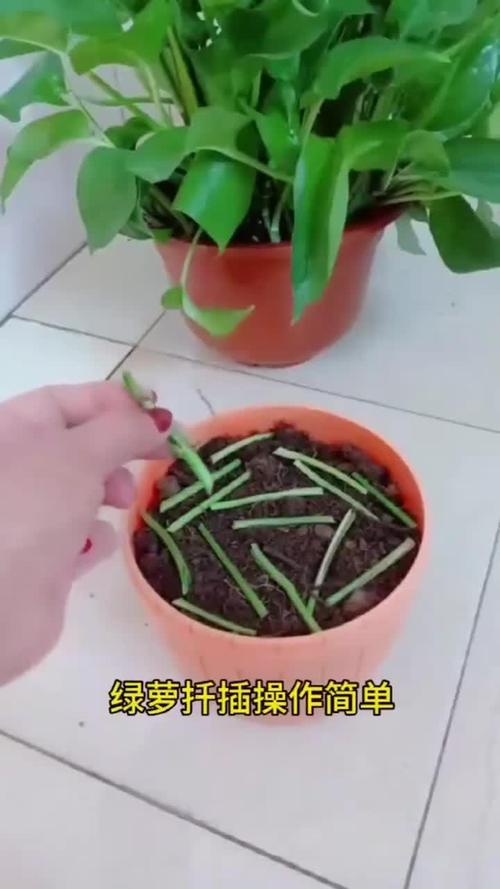 绿萝怎样扦插，绿萝怎样扦插带根的绿萝？-第5张图片-优品飞百科