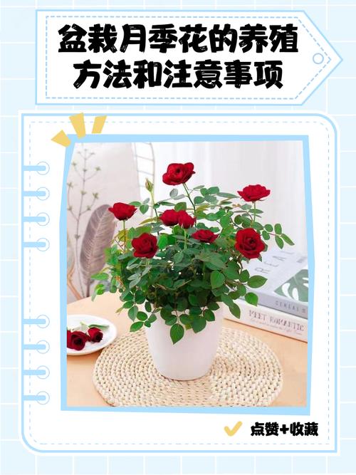 盆栽月季花的养殖方法，盆栽月季花怎么养殖-第1张图片-优品飞百科