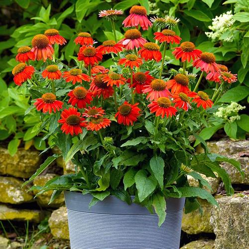 松果菊种子怎么种？松果菊种子种植全过程？-第3张图片-优品飞百科