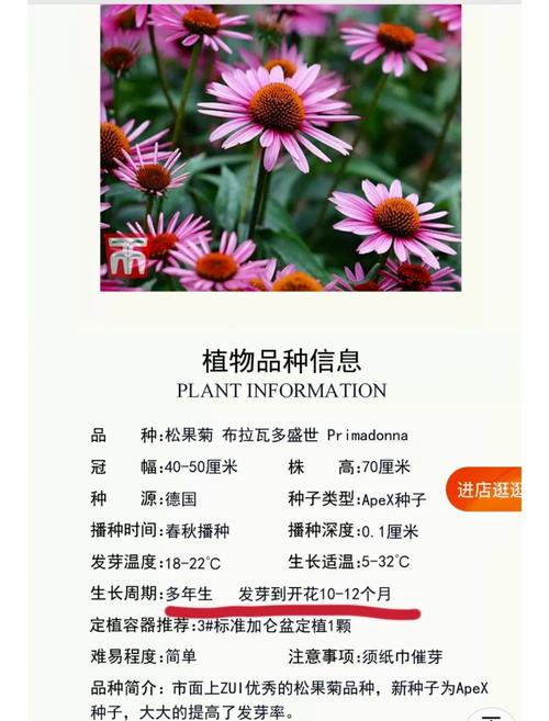 松果菊种子怎么种？松果菊种子种植全过程？-第2张图片-优品飞百科