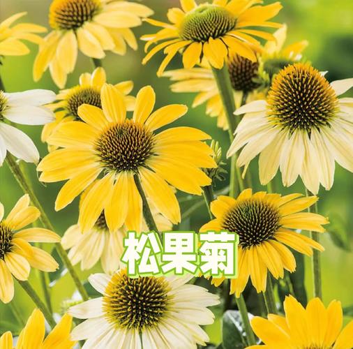 松果菊种子怎么种？松果菊种子种植全过程？-第4张图片-优品飞百科