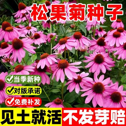 松果菊种子怎么种？松果菊种子种植全过程？-第5张图片-优品飞百科