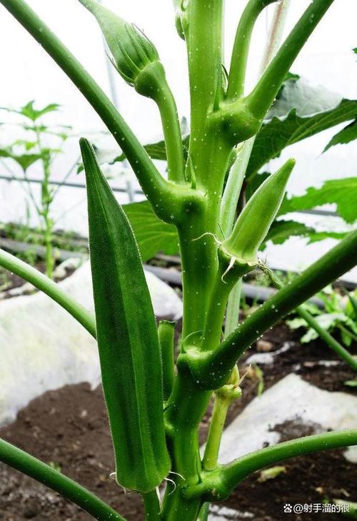 秋葵喜阴还是喜阳，秋葵喜阴还是喜阳?-第2张图片-优品飞百科