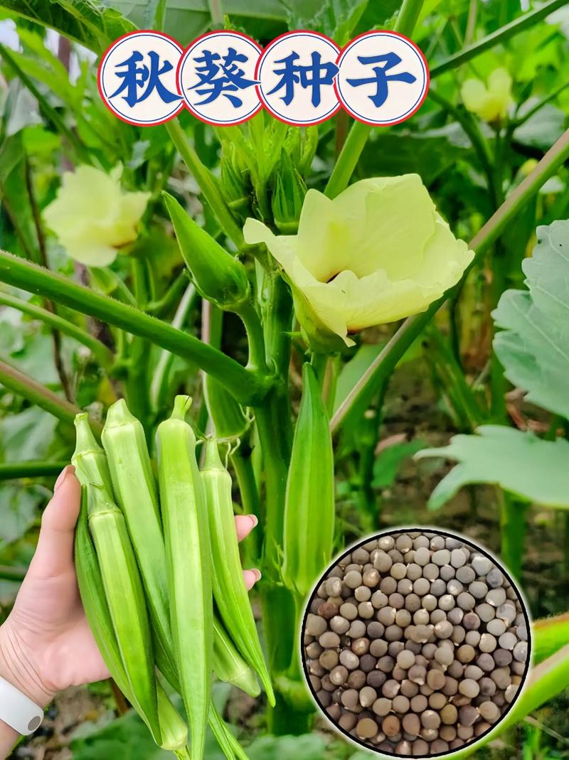秋葵喜阴还是喜阳，秋葵喜阴还是喜阳?-第3张图片-优品飞百科