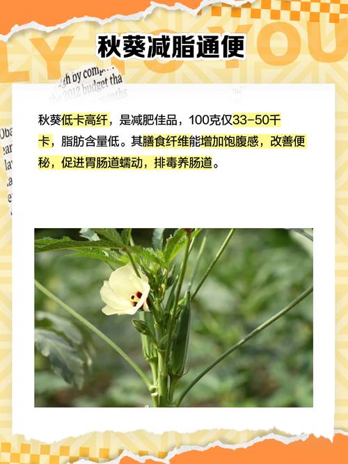 秋葵喜阴还是喜阳，秋葵喜阴还是喜阳?-第5张图片-优品飞百科