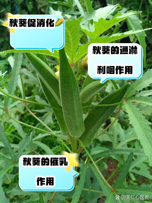 秋葵喜阴还是喜阳，秋葵喜阴还是喜阳?-第7张图片-优品飞百科
