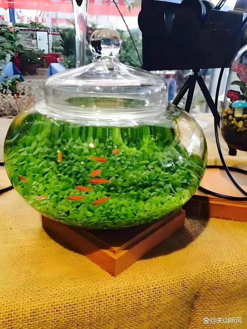 水草种子怎么种？水草种子怎么种在鱼缸里？