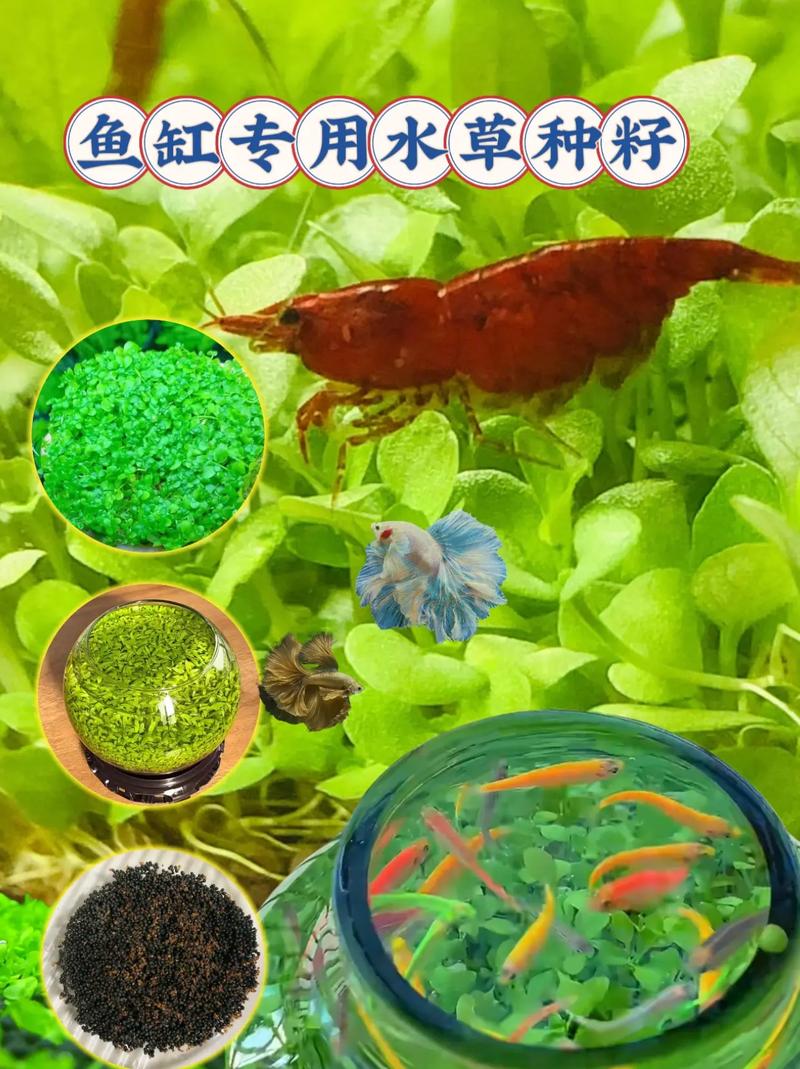 水草种子怎么种?水草种子怎么种在鱼缸里?-第2张图片-优品飞百科 水草种子怎么种?水草种子怎么种在鱼缸里?-第2张图片-优品飞百科