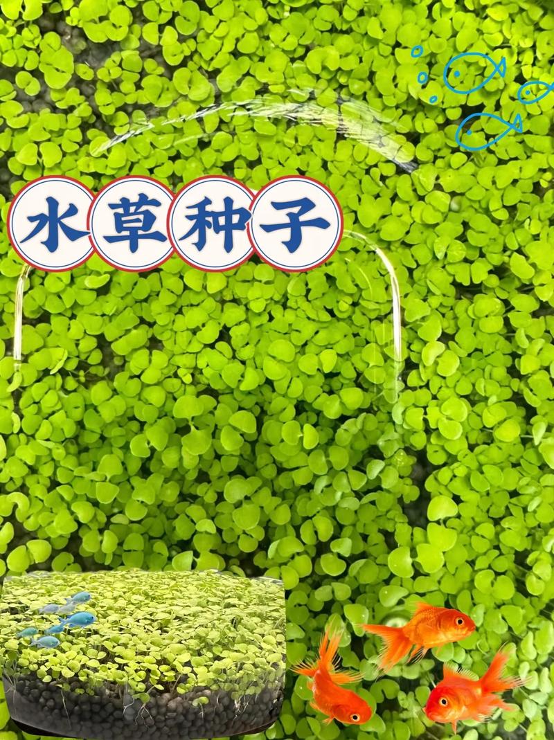 水草种子怎么种?水草种子怎么种在鱼缸里?-第3张图片-优品飞百科 水草种子怎么种?水草种子怎么种在鱼缸里?-第3张图片-优品飞百科