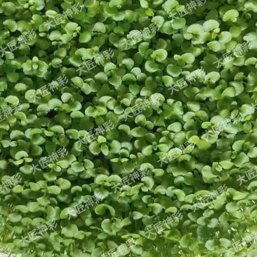 水草种子怎么种?水草种子怎么种在鱼缸里?-第4张图片-优品飞百科 水草种子怎么种?水草种子怎么种在鱼缸里?-第4张图片-优品飞百科