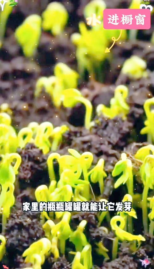 水草种子怎么种?水草种子怎么种在鱼缸里?-第5张图片-优品飞百科 水草种子怎么种?水草种子怎么种在鱼缸里?-第5张图片-优品飞百科