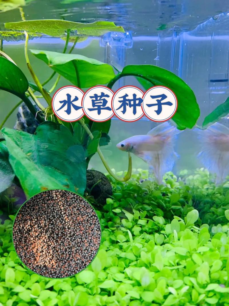 水草种子怎么种?水草种子怎么种在鱼缸里?-第6张图片-优品飞百科 水草种子怎么种?水草种子怎么种在鱼缸里?-第6张图片-优品飞百科