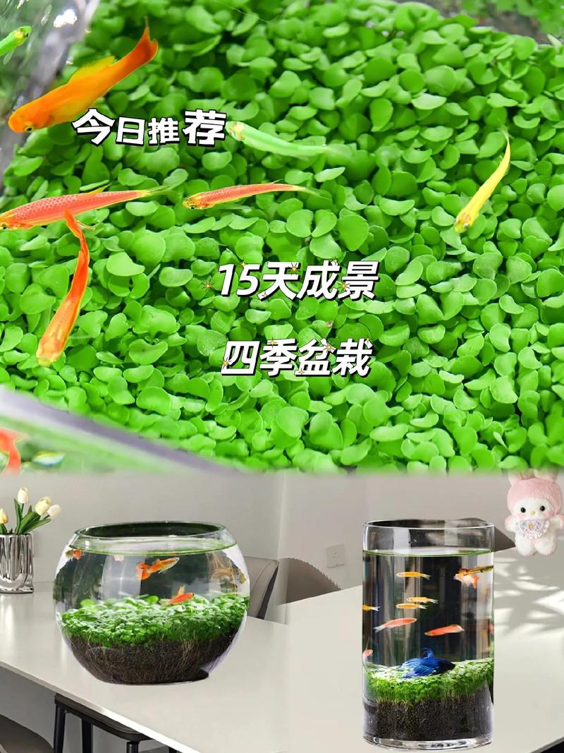 水草种子怎么种?水草种子怎么种在鱼缸里?-第7张图片-优品飞百科 水草种子怎么种?水草种子怎么种在鱼缸里?-第7张图片-优品飞百科